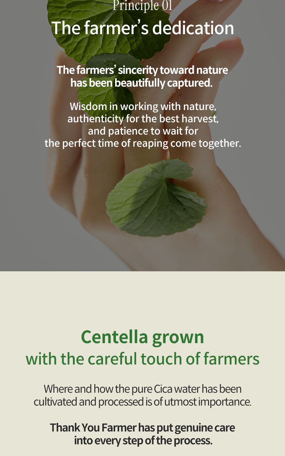 Phyto Relieful™ Cica Toner Pad details, part 16